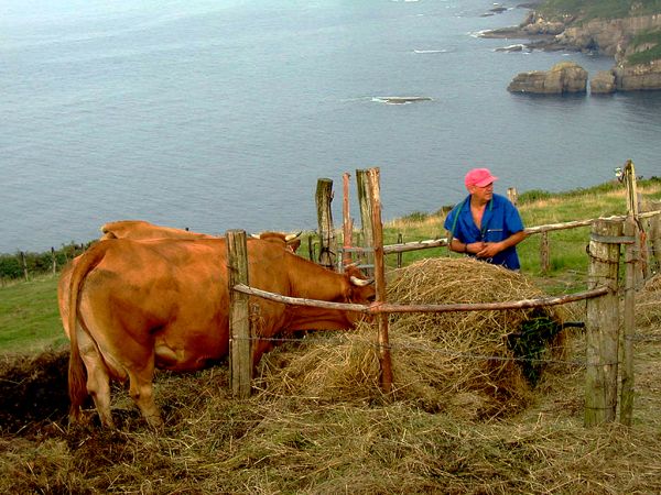 A cow on the cliff