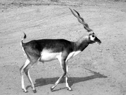 Blackbuck