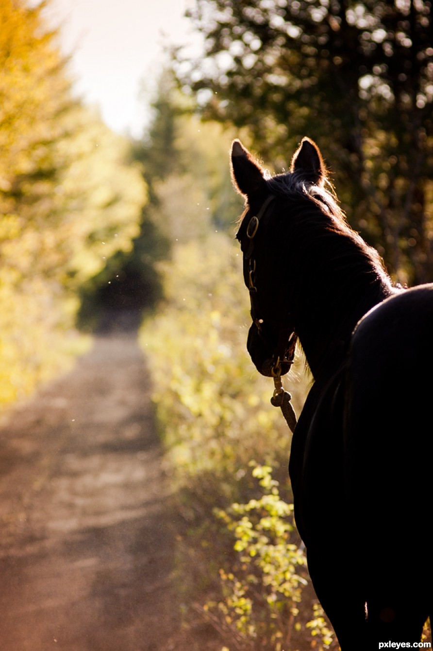 Horse at Sunset