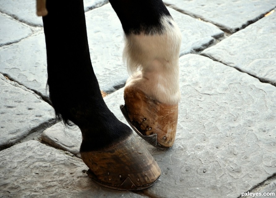 Designer Hooves