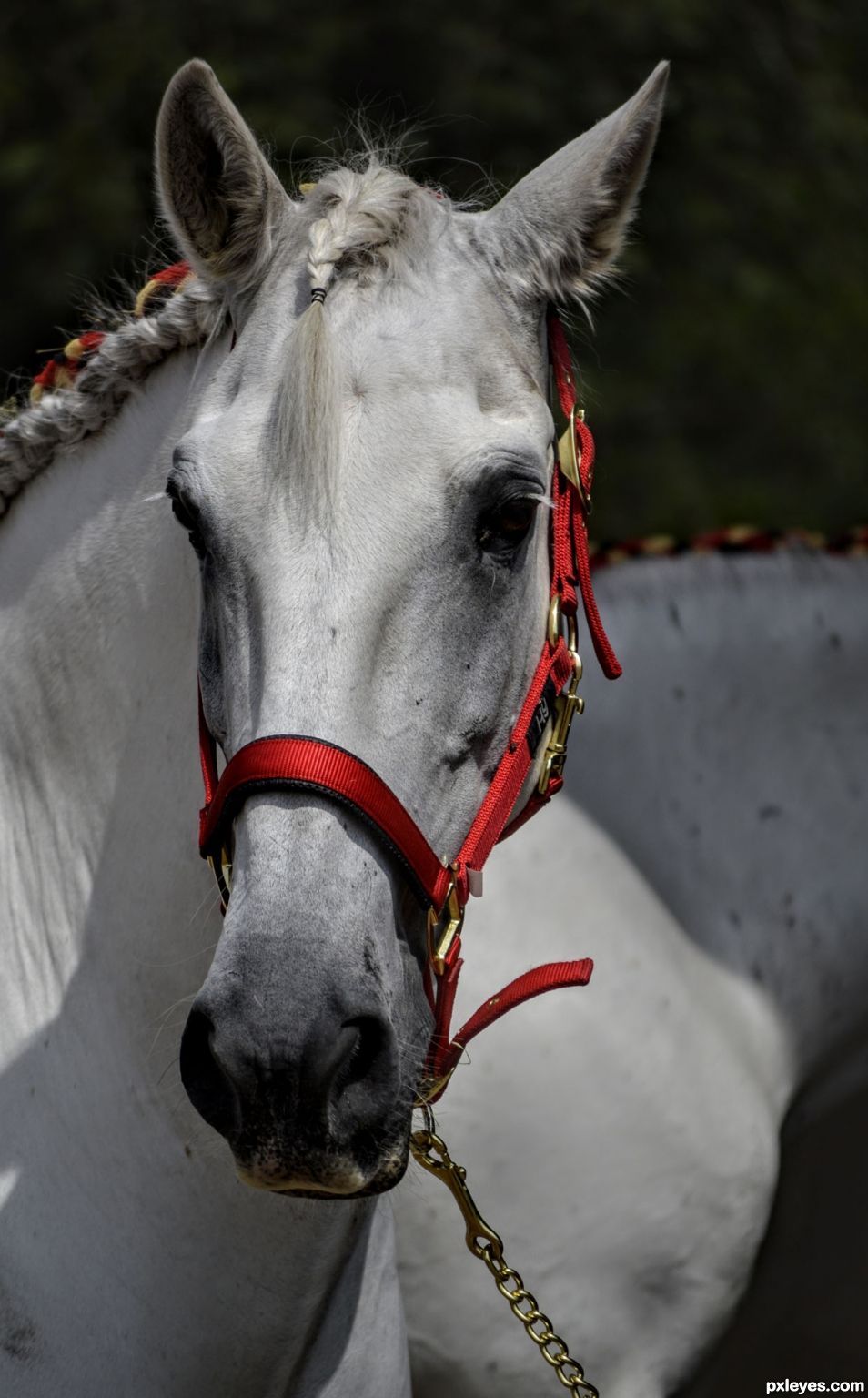 White Horse