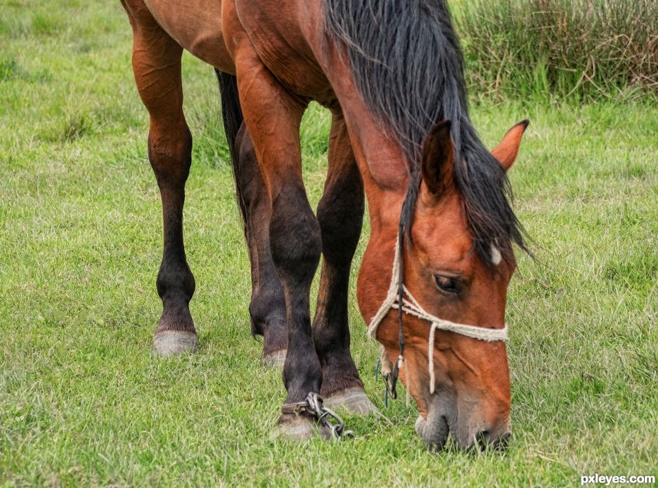 Grass graze