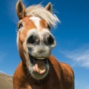 horses photography contest