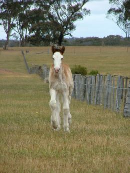 Baby Clydesdale