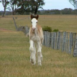 Baby Clydesdale Picture