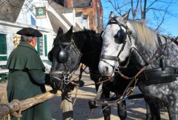 Carriage Horses