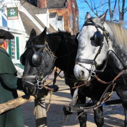 CarriageHorses