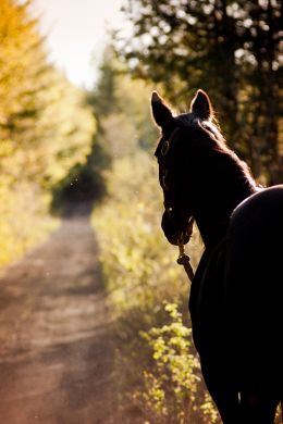 Horse at Sunset