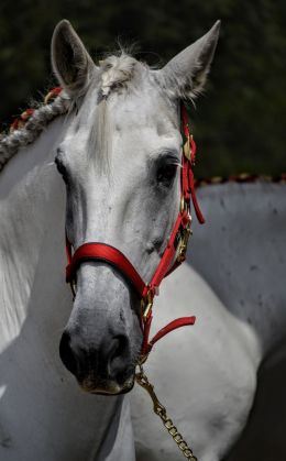 White Horse