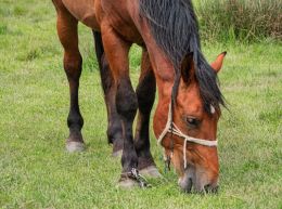 Grass graze