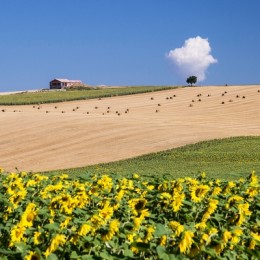 lone farm house