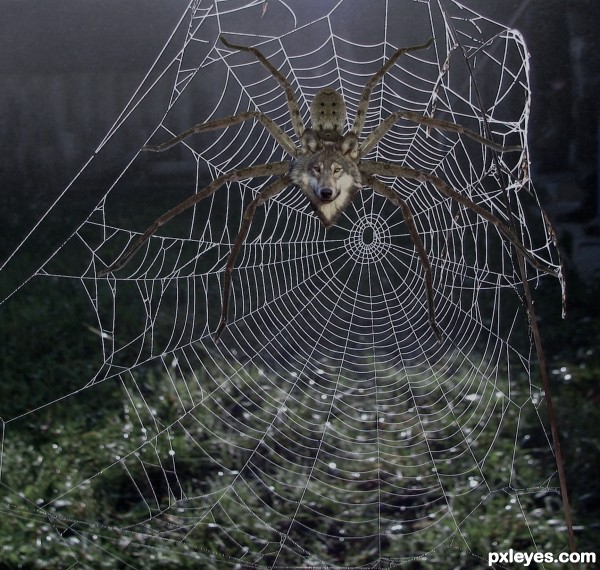 Wolf spider