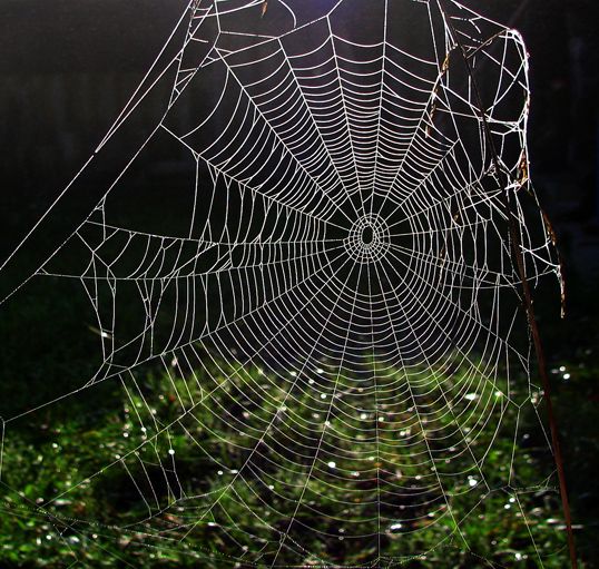 Creation of Wolf spider: Step 1