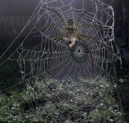 Wolf spider