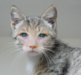 Little cat with blue eyes