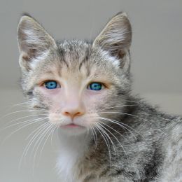 Littlecatwithblueeyes