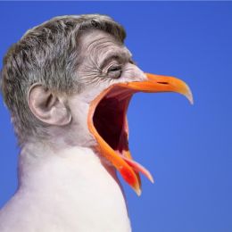 Screaminggull