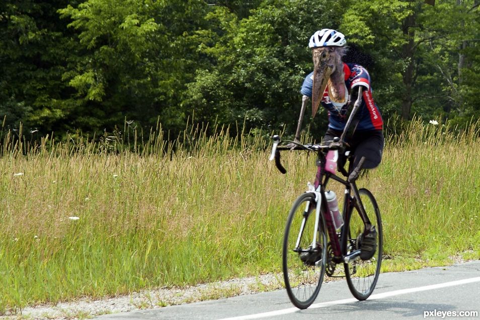 cycling bird