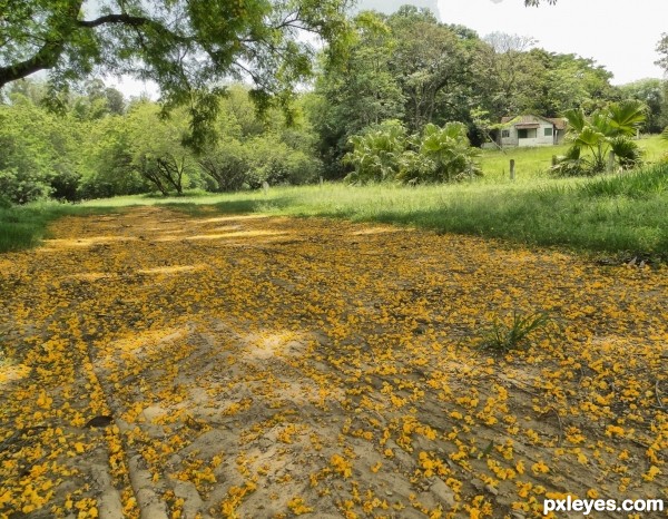 Forming a carpet