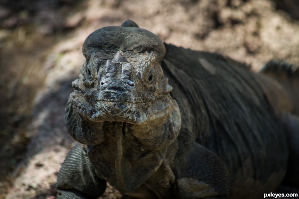 Iguana