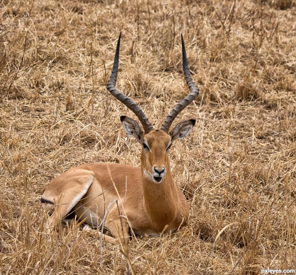 Impala