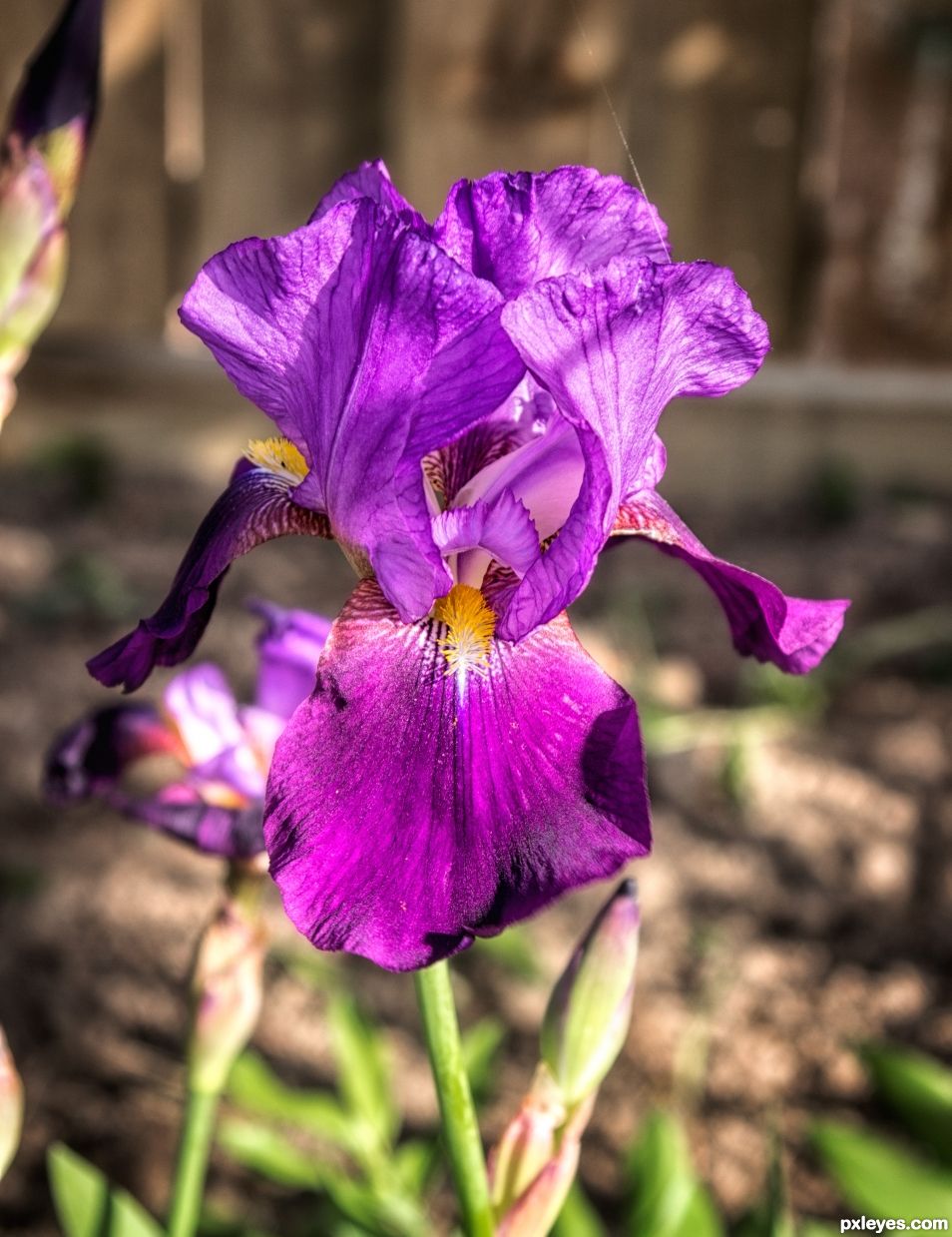 iris