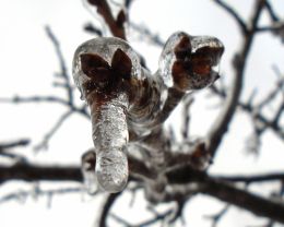 Ice capsulated the buds