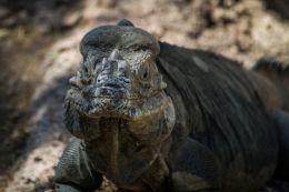 Iguana