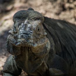 Iguana