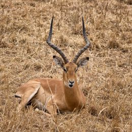 Impala