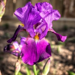 iris