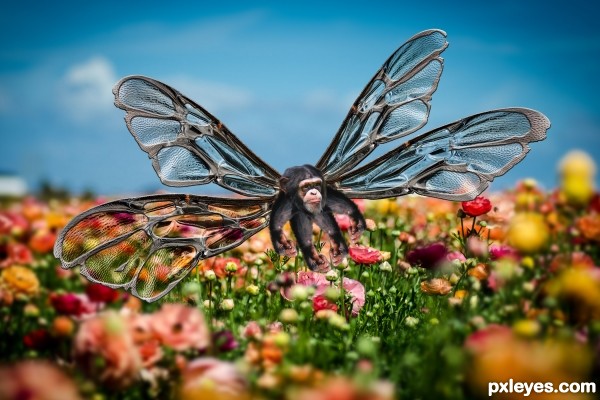 Chimp Fly