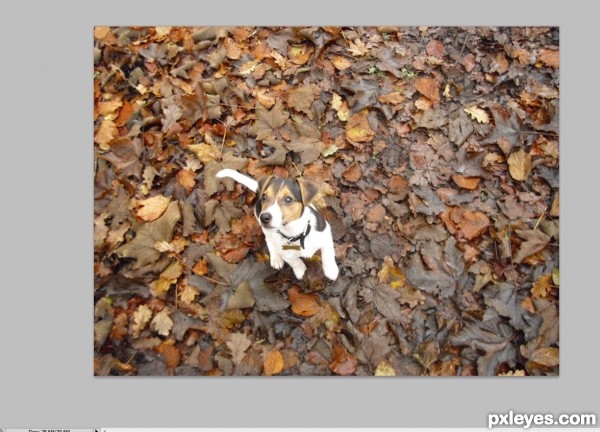 Creation of Leaf Butterfly: Step 1
