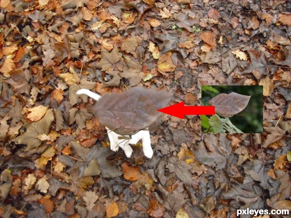 Creation of Leaf Butterfly: Step 2