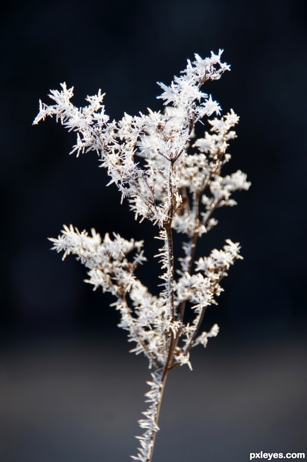 Beautiful Ice Crystals