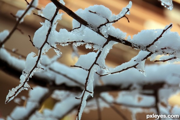 Frozen branches