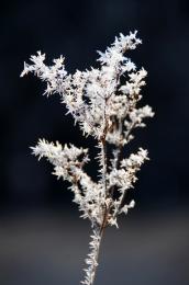 Beautiful Ice Crystals