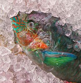 Through the Ice