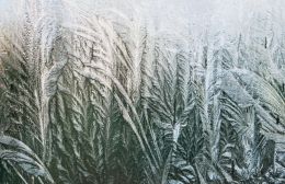 Frosty Jungle