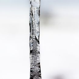 Icicle