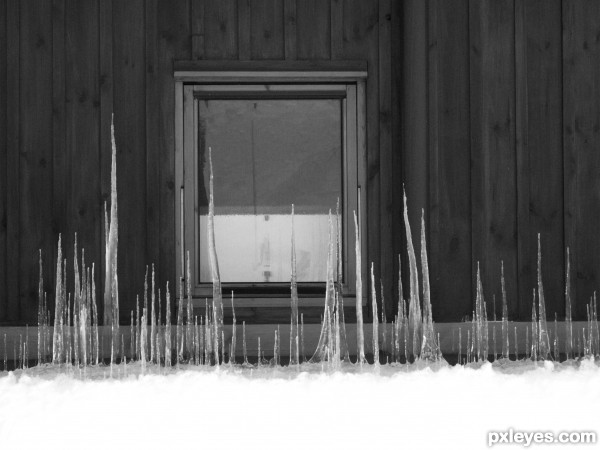 Ice Forest