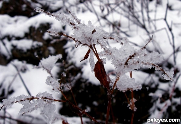 Covered With Snow...