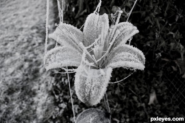 Ice flower