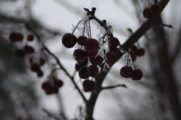 Frozen Berries