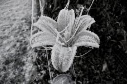 Iceflower