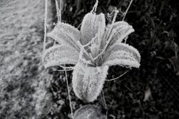 Ice flower