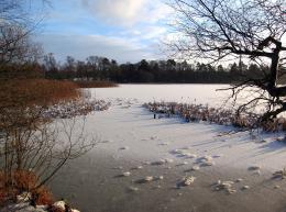 Frozen Pond