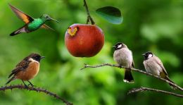 The early bird catches the worm