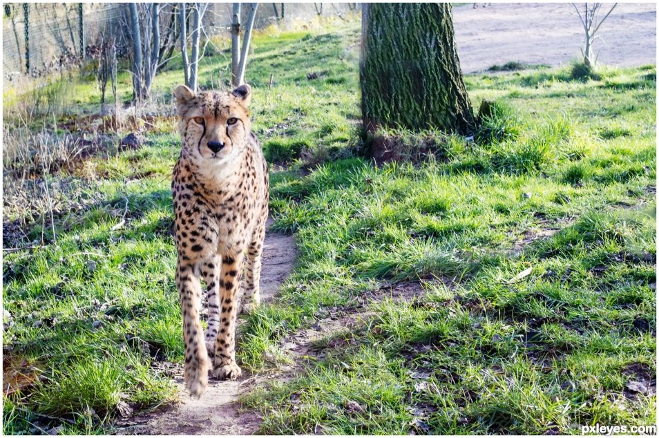 A Leopard Cant Change His Spots: