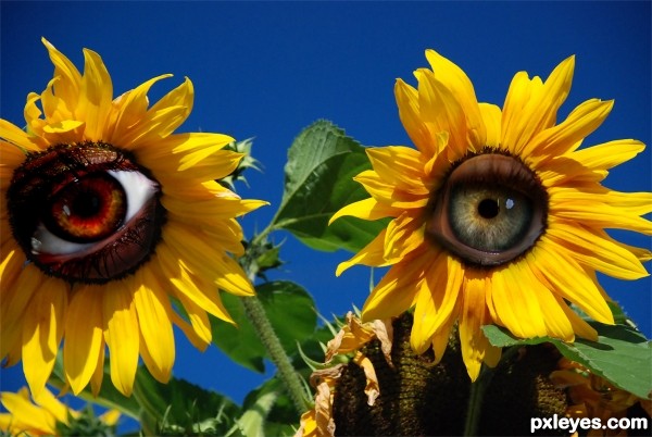 pair of eyes clipart. Fresh Pair of Eyes photoshop